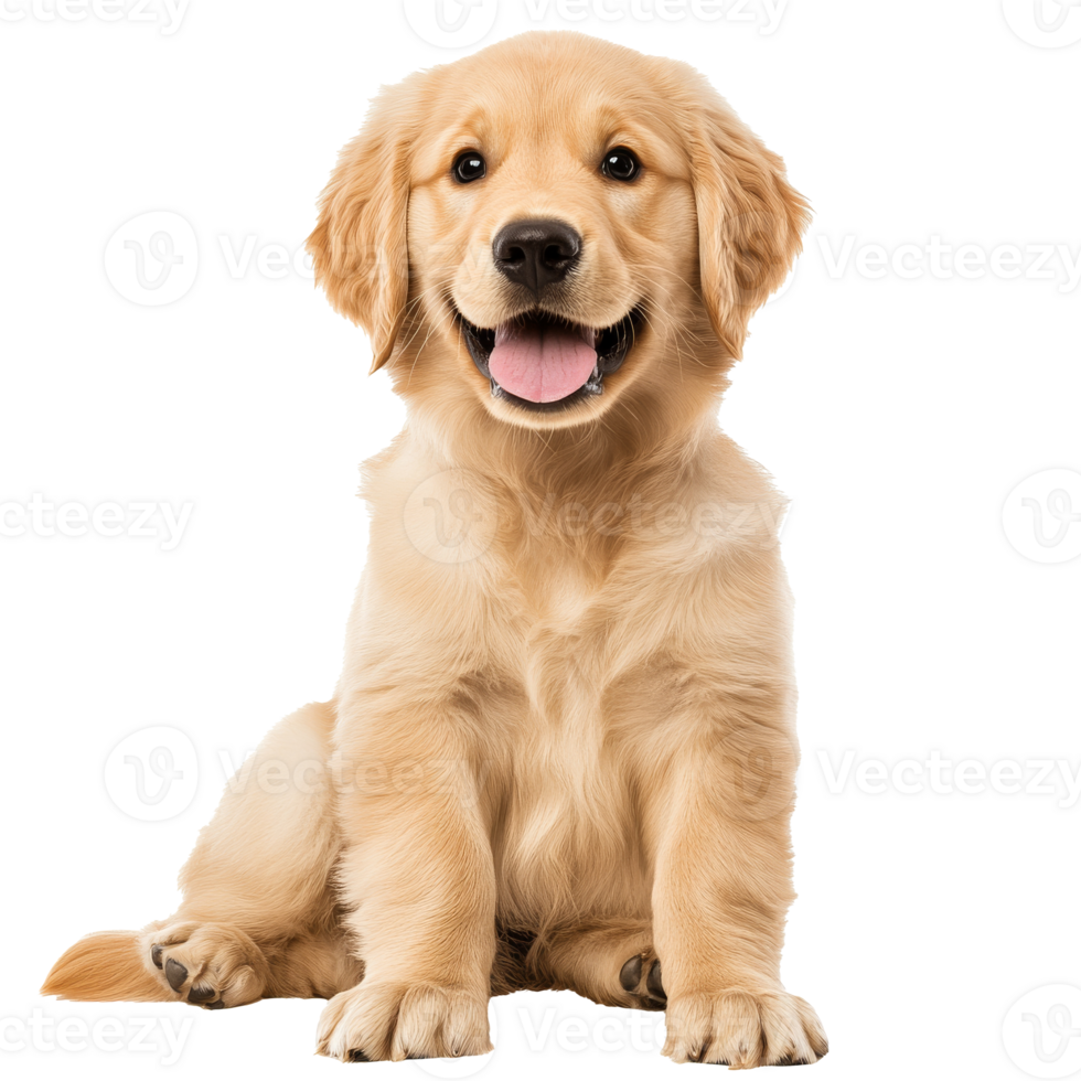 Happy golden retriever puppy indoors png