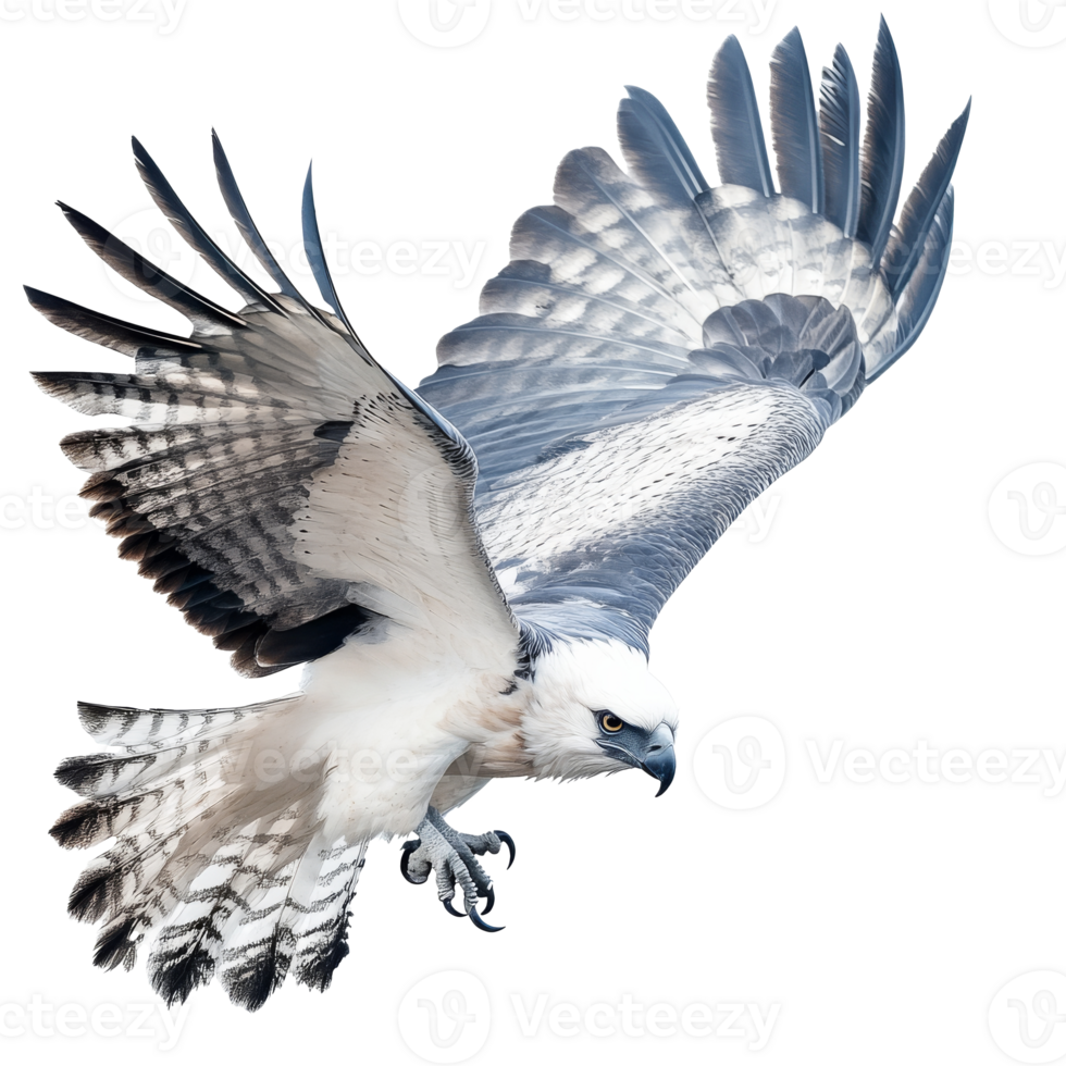 Majestic bird of prey soaring through the sky png