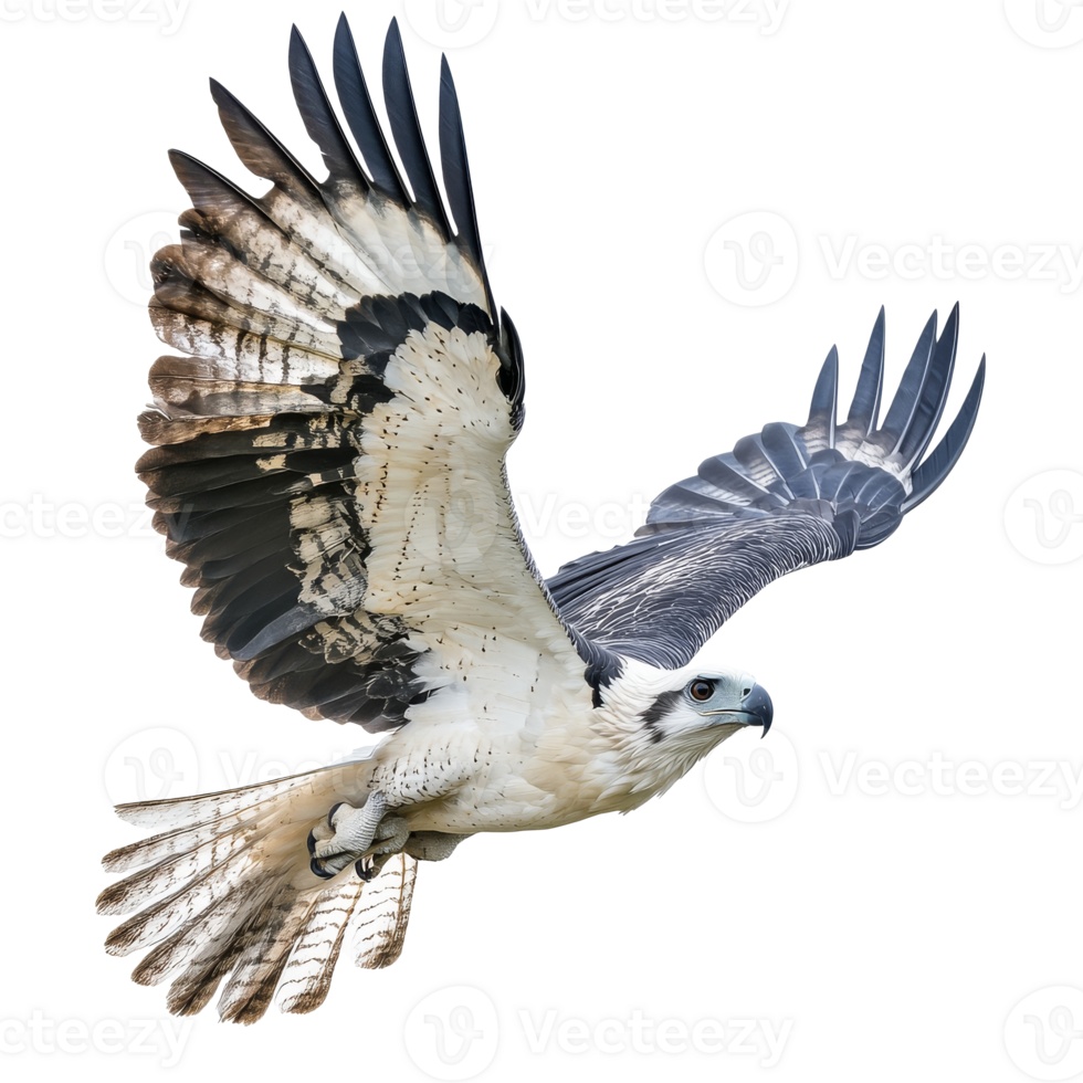 Magnificent bird soaring through clear blue skies png