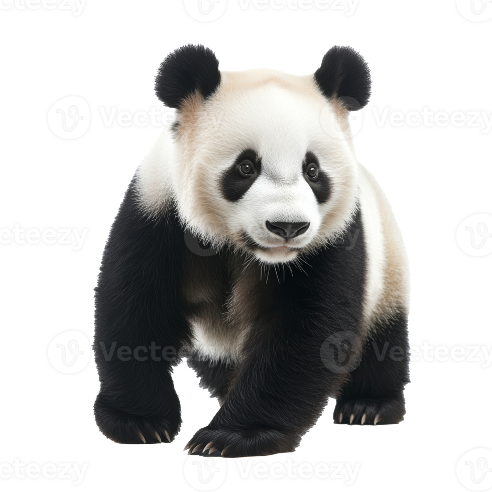 Panda walking gracefully in a natural setting png