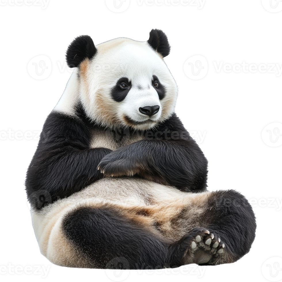 Panda sitting calmly in a relaxed pose at home png