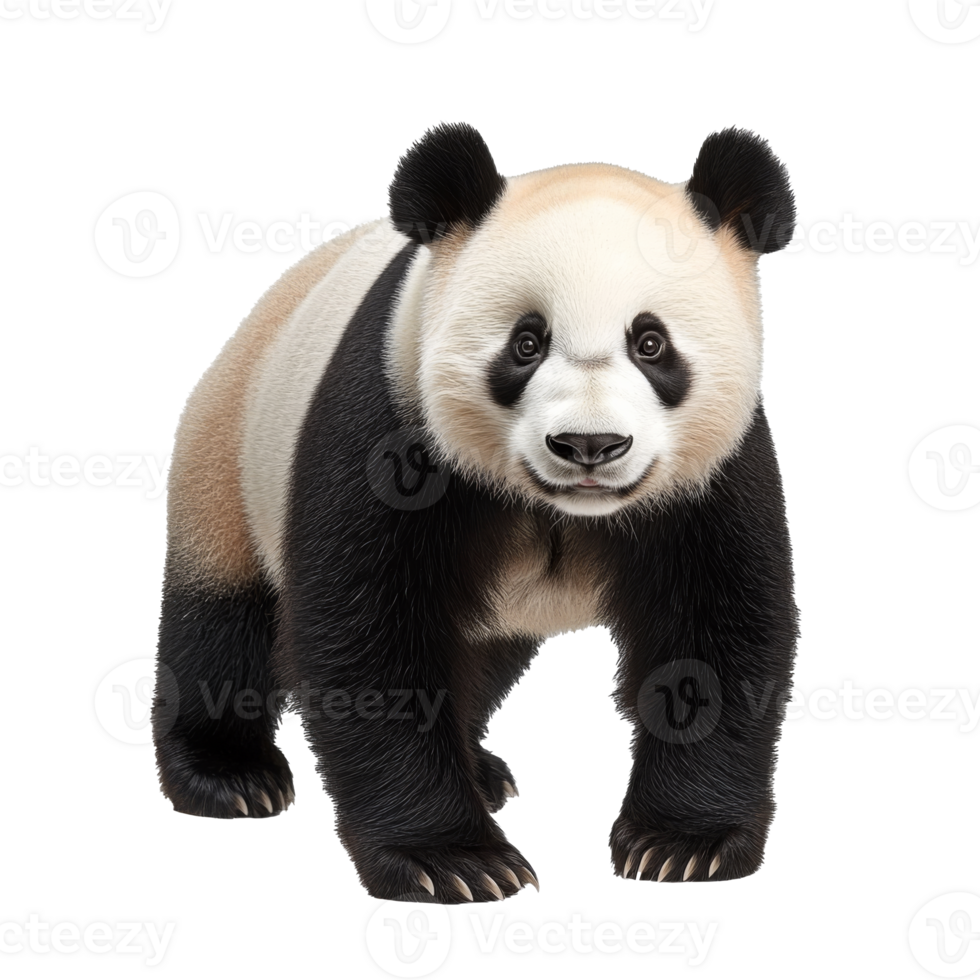 Panda standing in a natural posture in daylight png