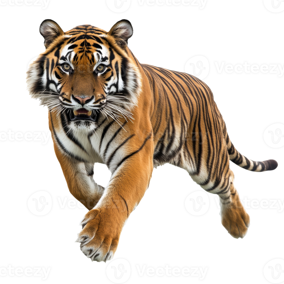 Tiger running through an open landscape in nature png