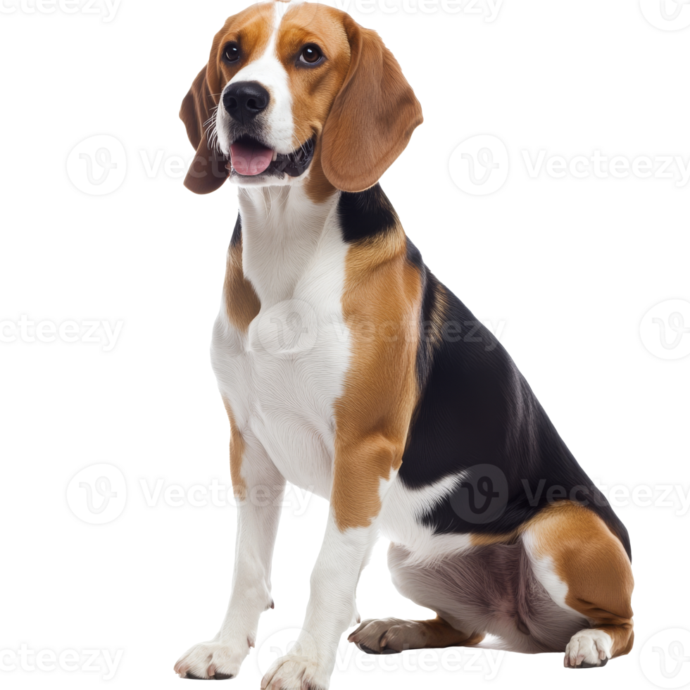 Beagle dog sitting calmly and looking forward png