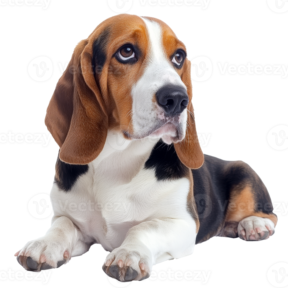 Beagle dog sitting calmly and attentively indoors png