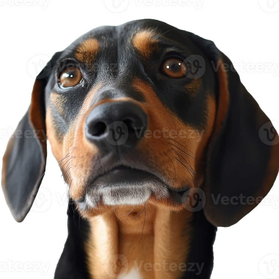 Close up view of beagle with thoughtful expression png