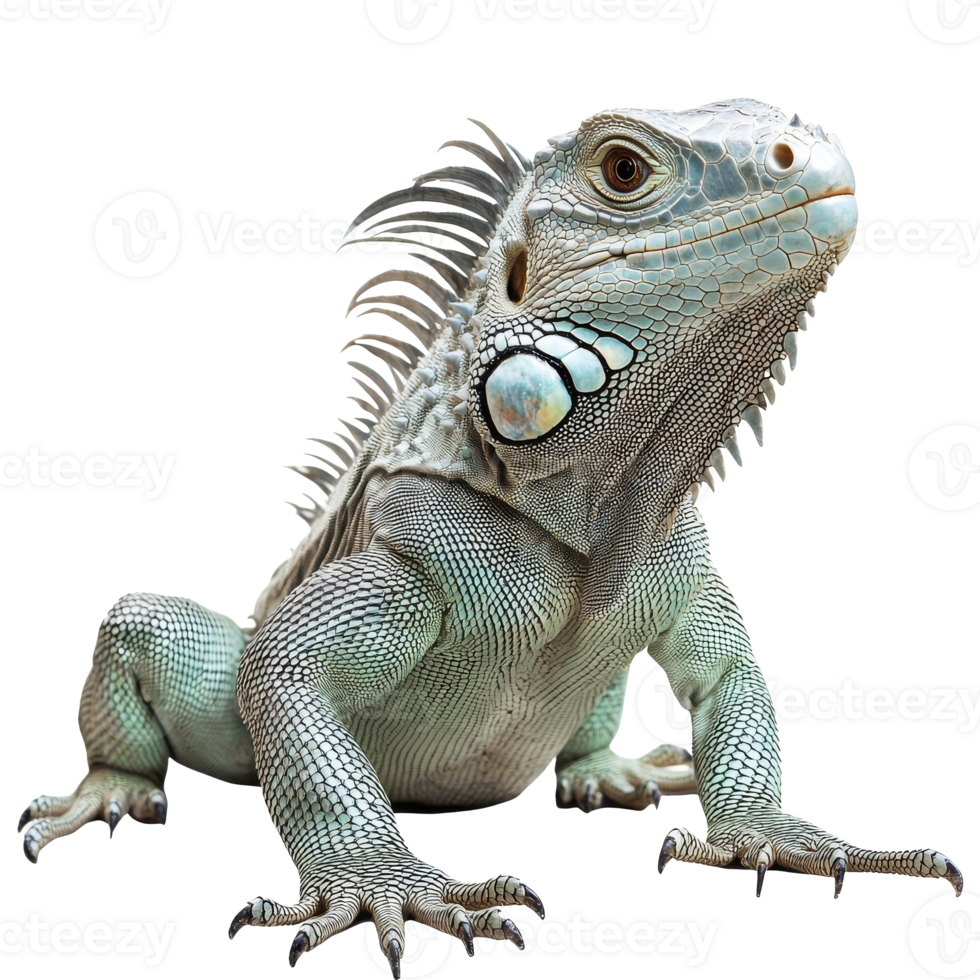 Unique green iguana on a white background png