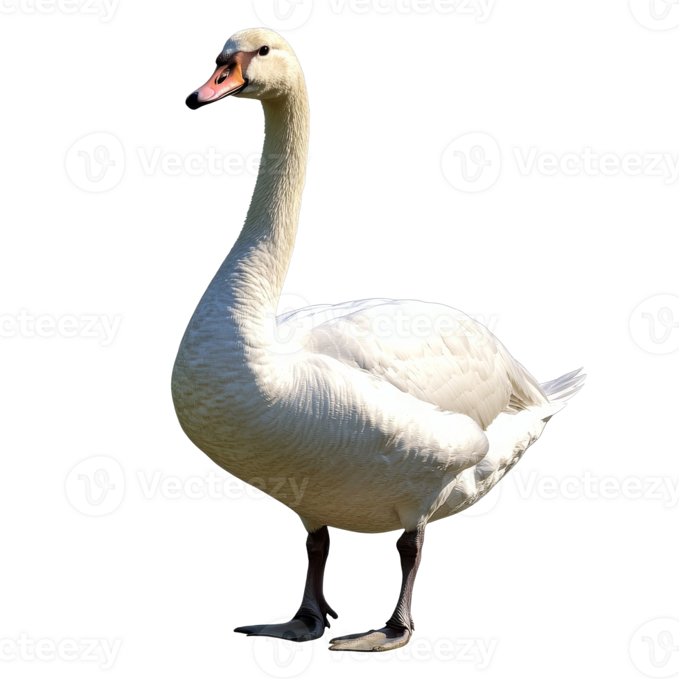 Elegant white swan standing gracefully in nature png