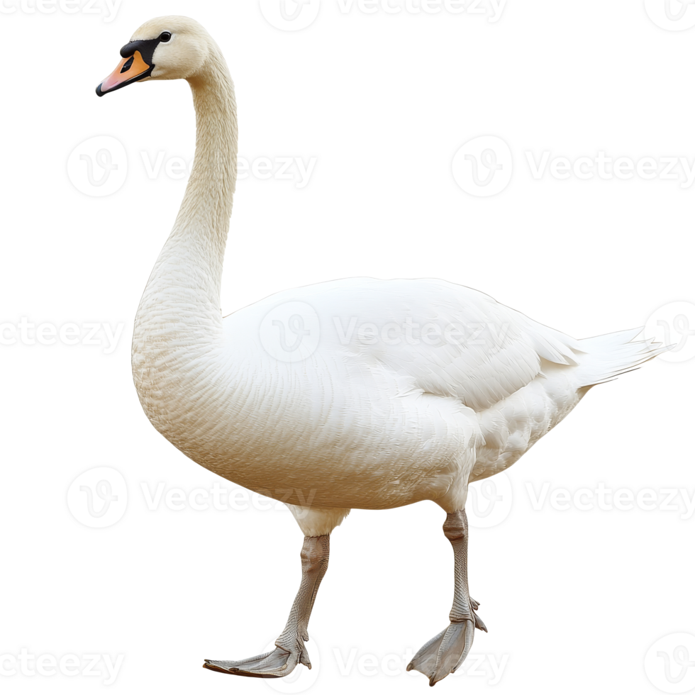 Elegant swan walking gracefully by the water png