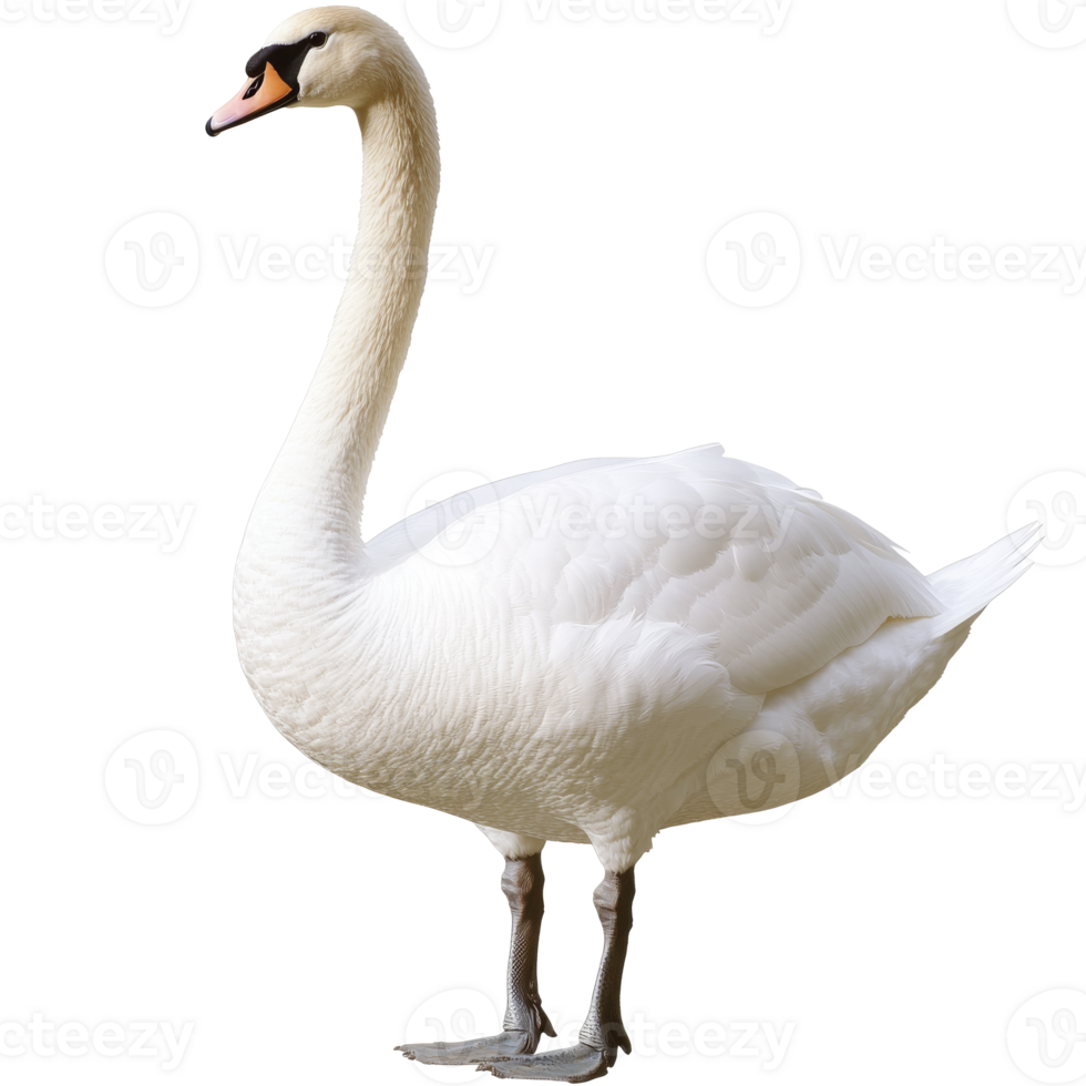 Elegant swan standing gracefully near water png