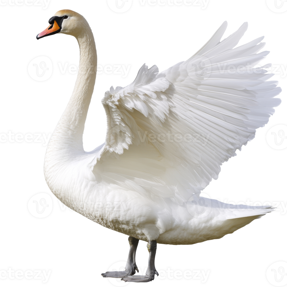 Elegant swan spreading wings near a tranquil pond png