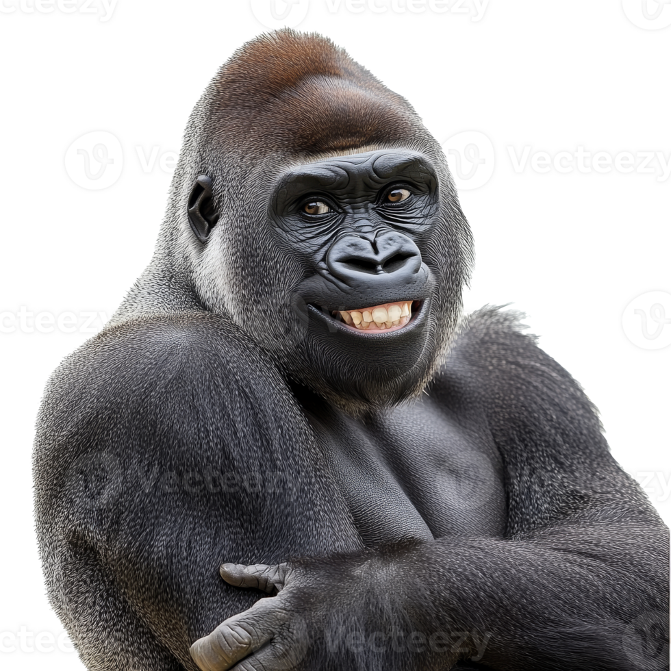 Captivating gorilla showing personality and charm png
