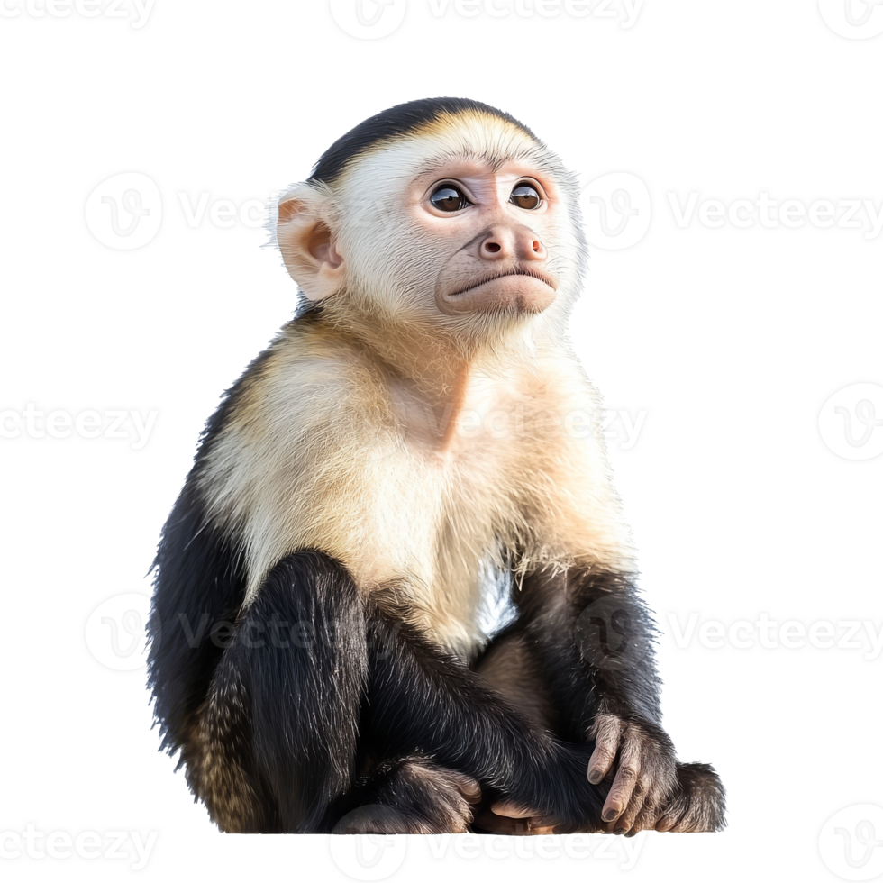 Curious monkey sitting quietly looking ahead png