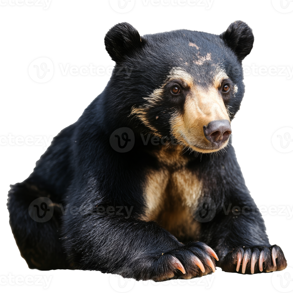 Unique portrait of a sun bear in a calm pose png