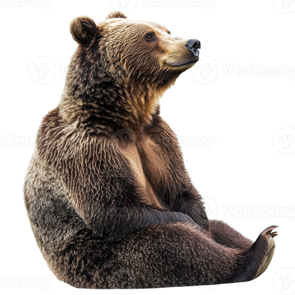 Grizzly bear sitting calmly in a serene pose png