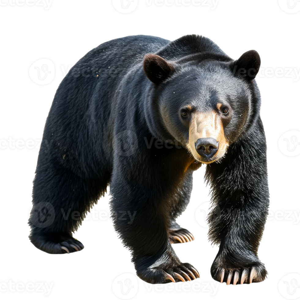 noir ours en marchant en toute confiance par le forêt png