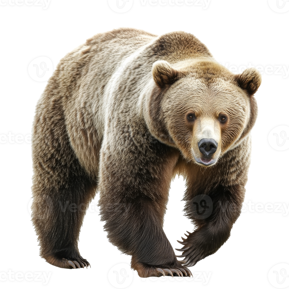 Grizzly bear walking through a forested area png