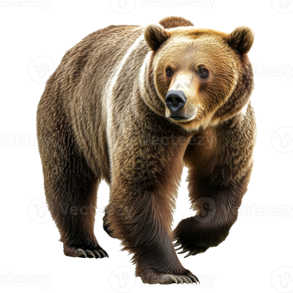 Daytime grizzly bear in nature png