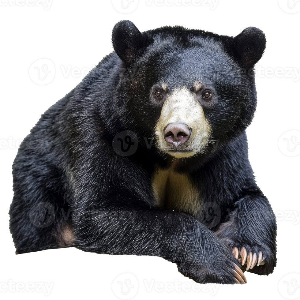Black bear resting on the ground in a natural pose png