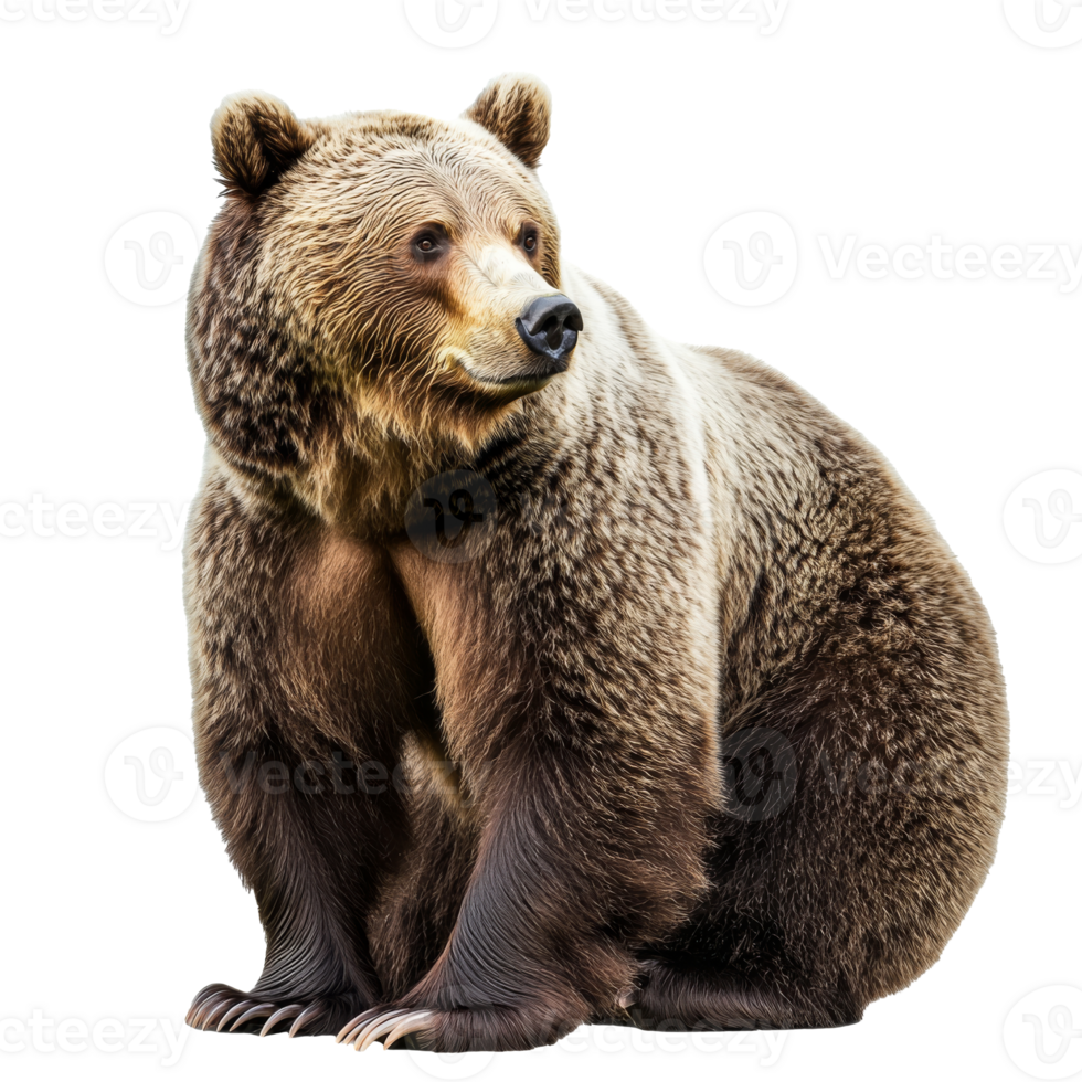 Grizzly bear sitting calmly in natural posture png