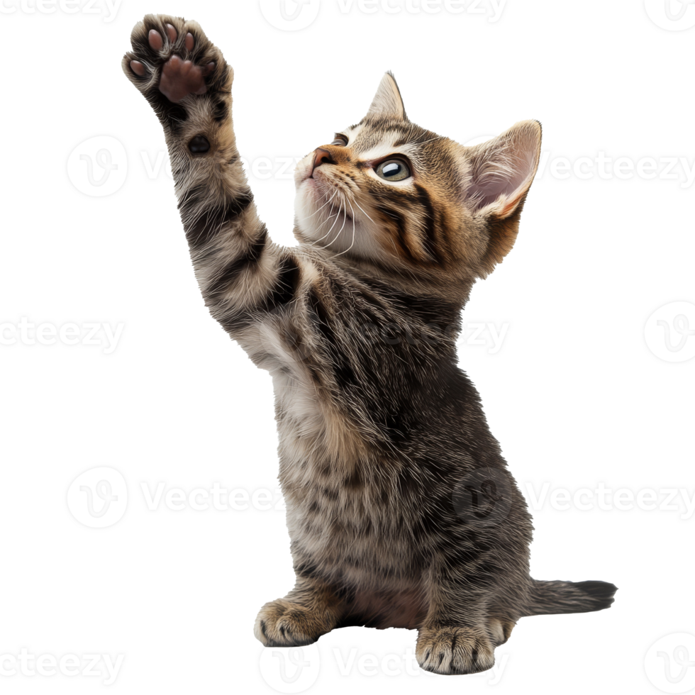 Playful kitten reaching for a toy in bright light png