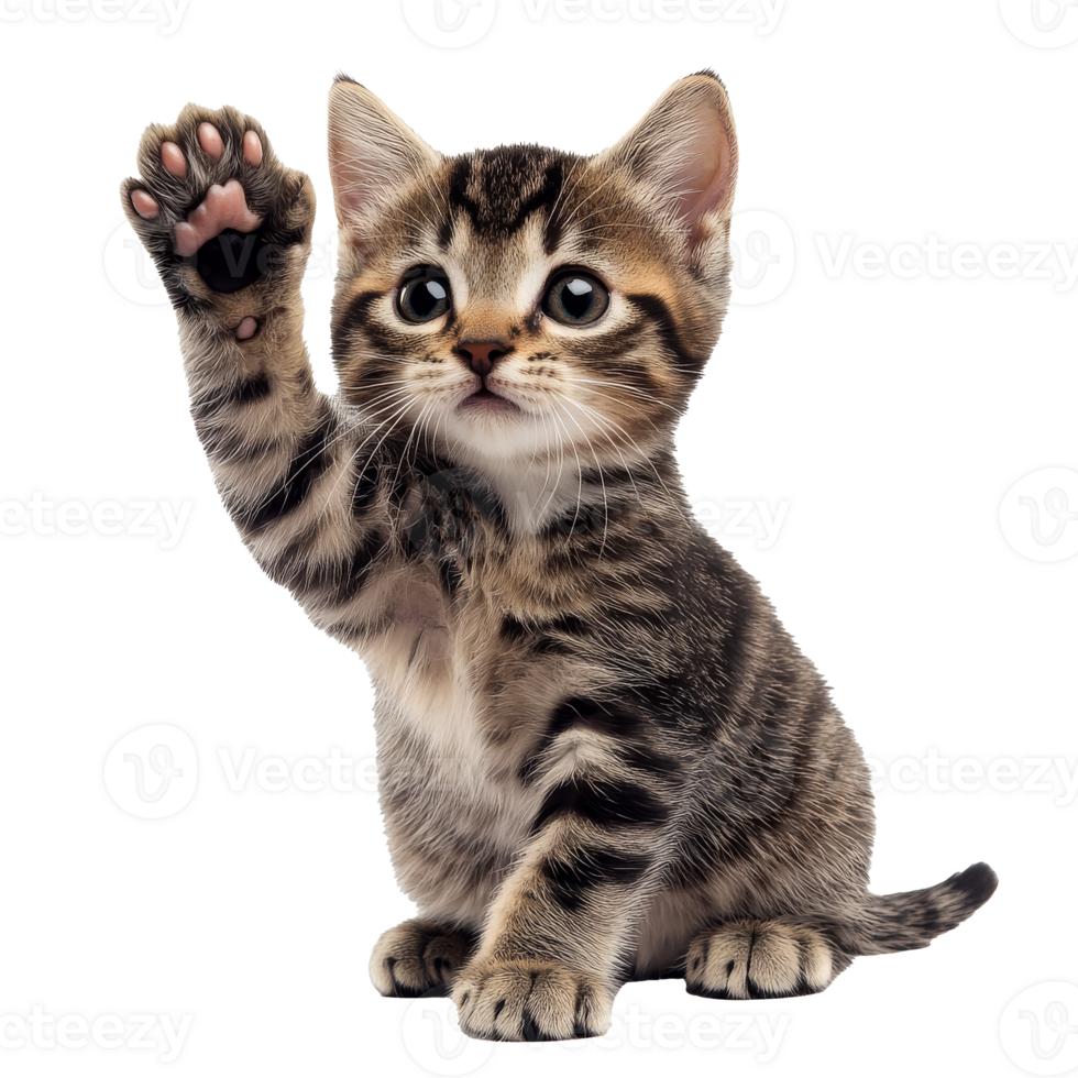 Cute kitten raising paw in playful gesture png