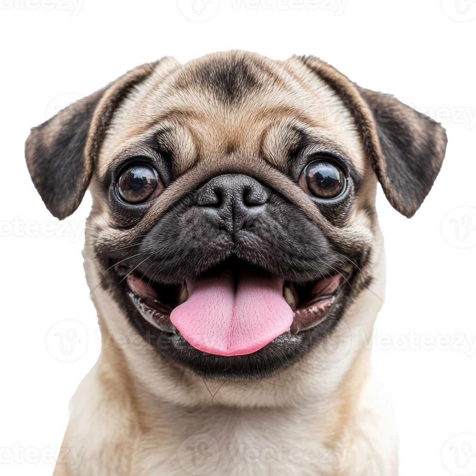 Joyful pug with lively expression png