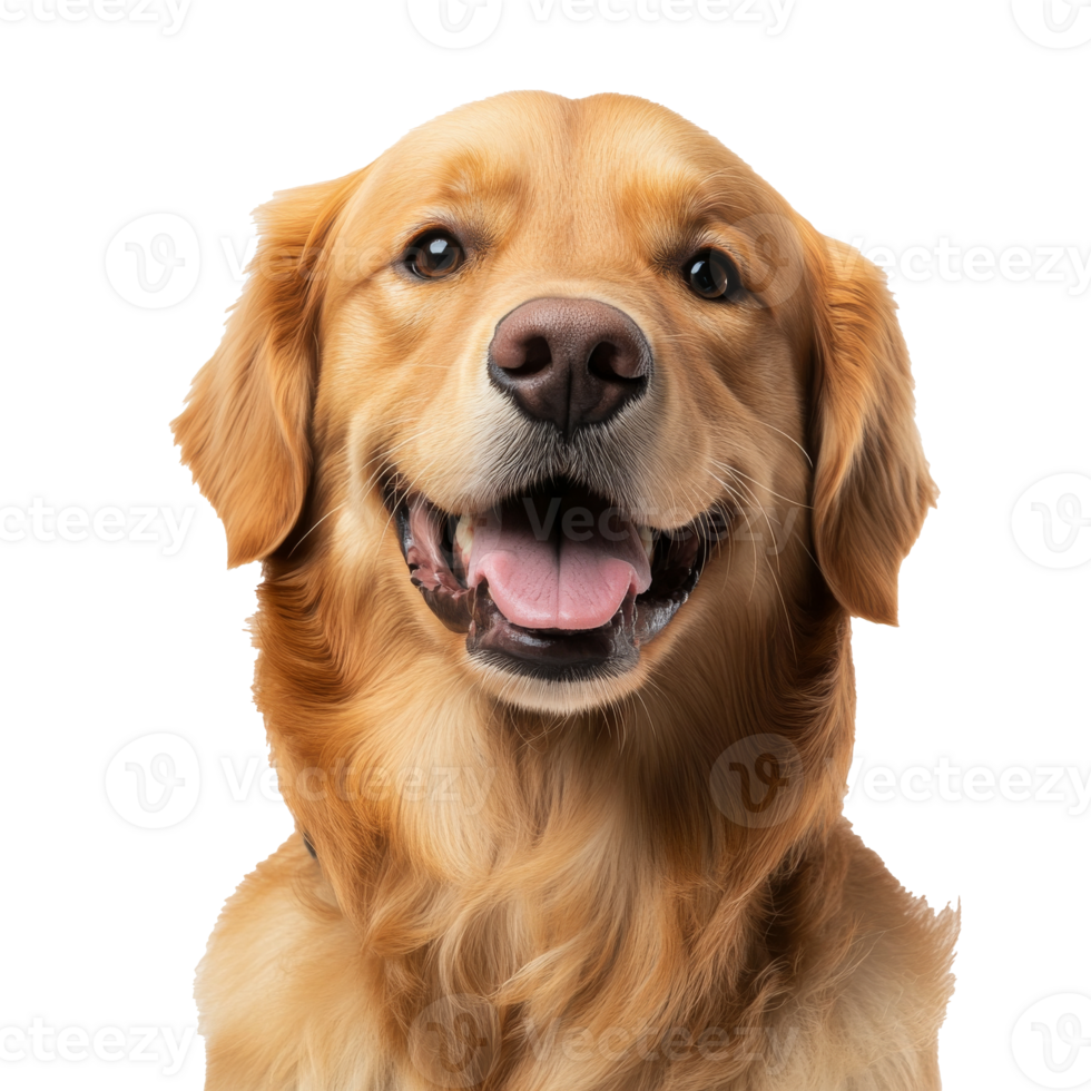 Golden retriever smiling against white background png
