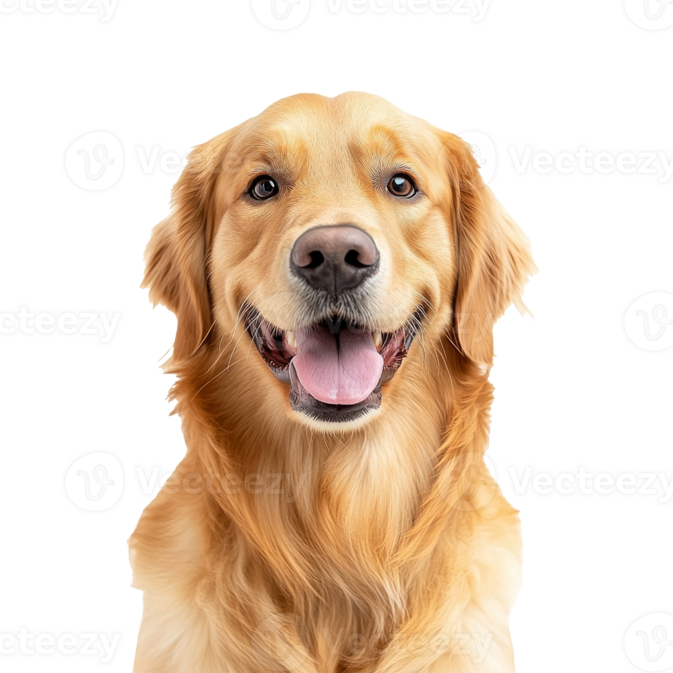 Golden retriever with a friendly expression png