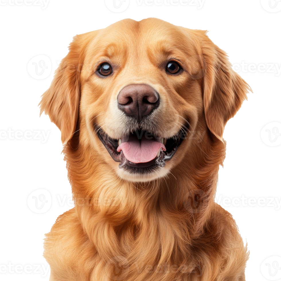 Golden dog smiling with joy in a bright setting png