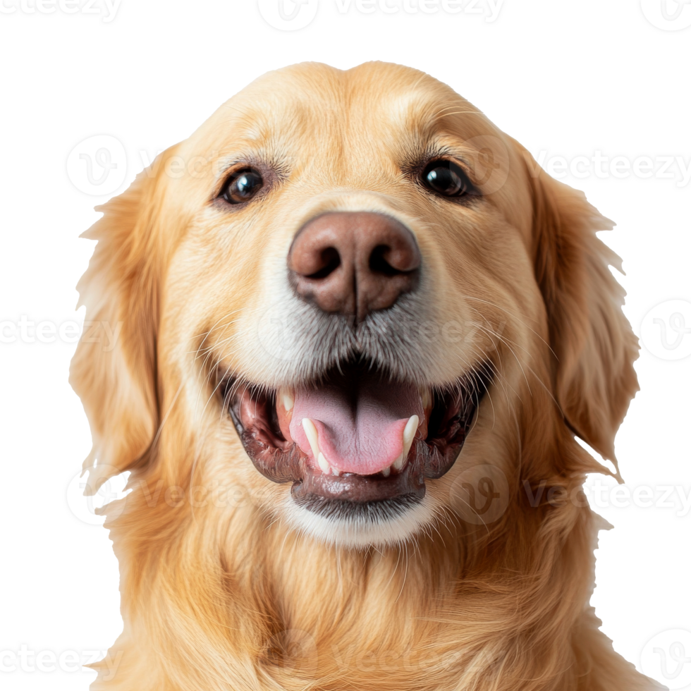 Happy golden retriever with a big smile png