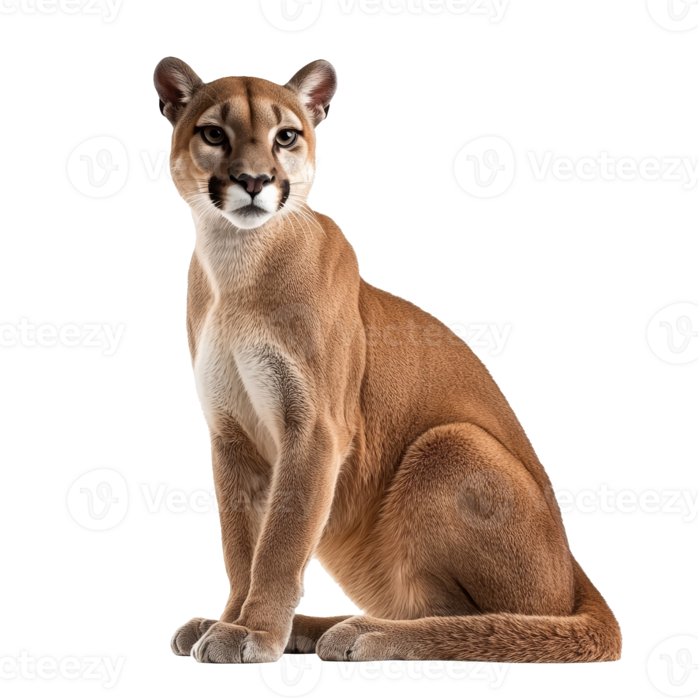 Mountain lion sitting calmly in a studio setting png