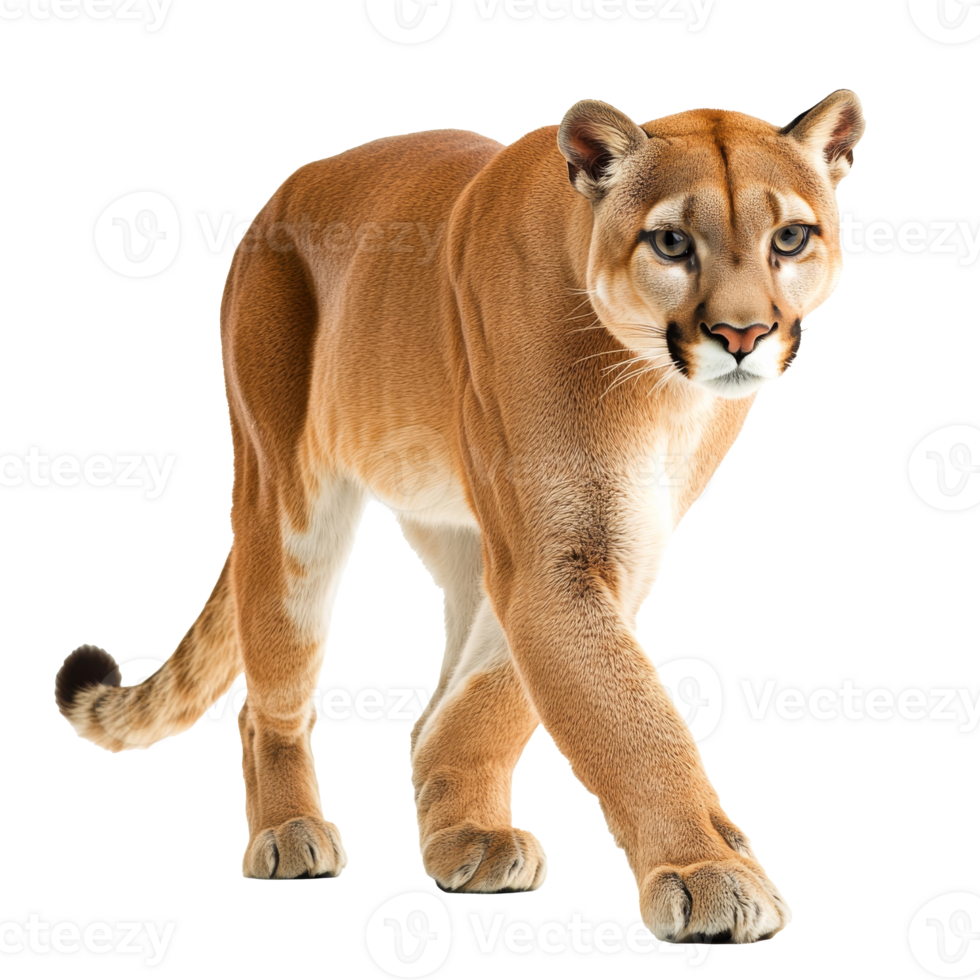 Mountain lion walking in a studio setting png
