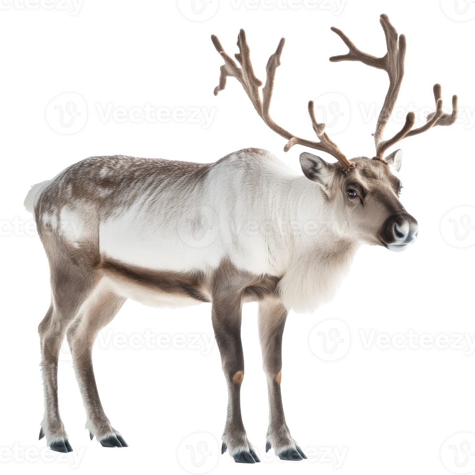 Reindeer standing in a bright studio environment png