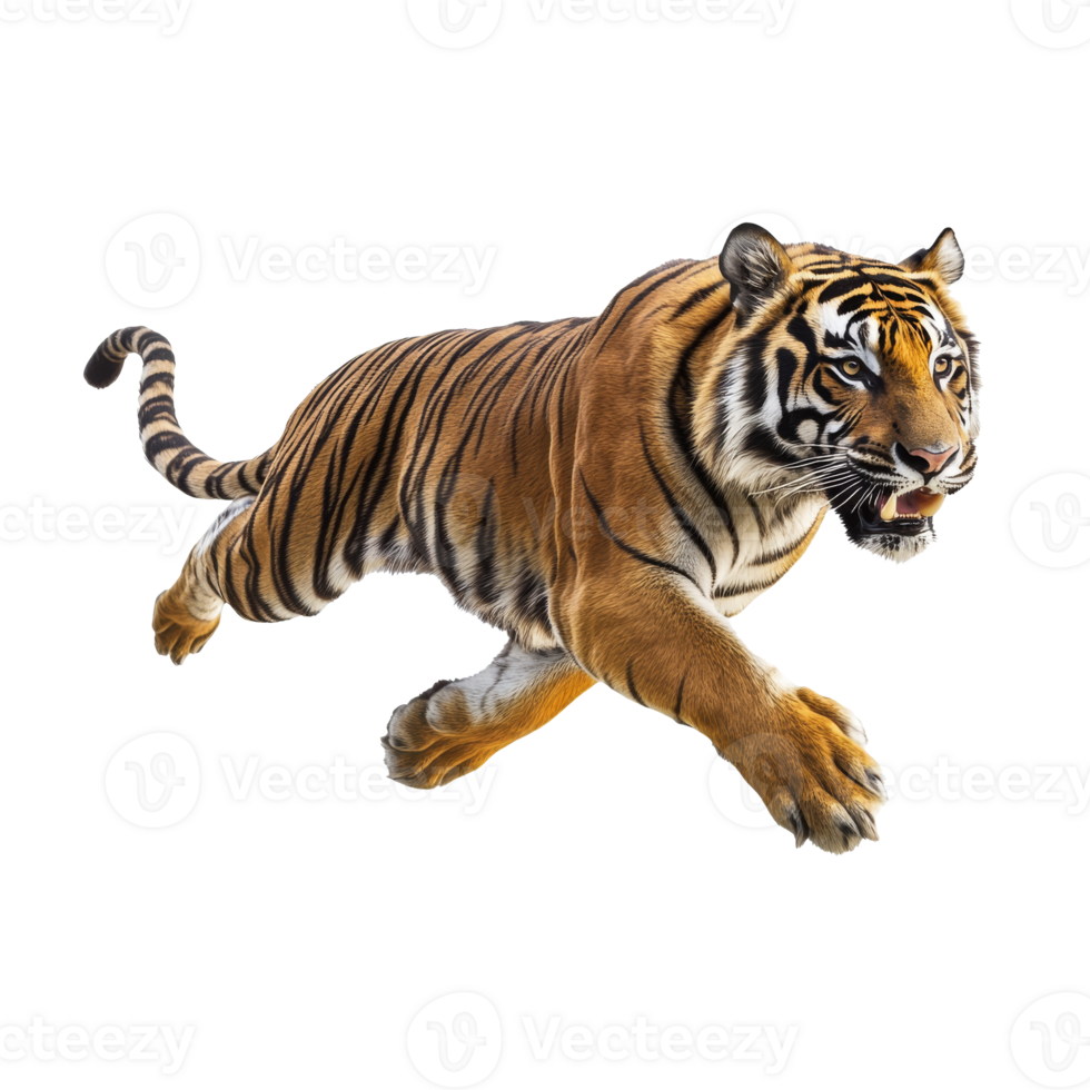 Powerful tiger leaping with grace and agility png