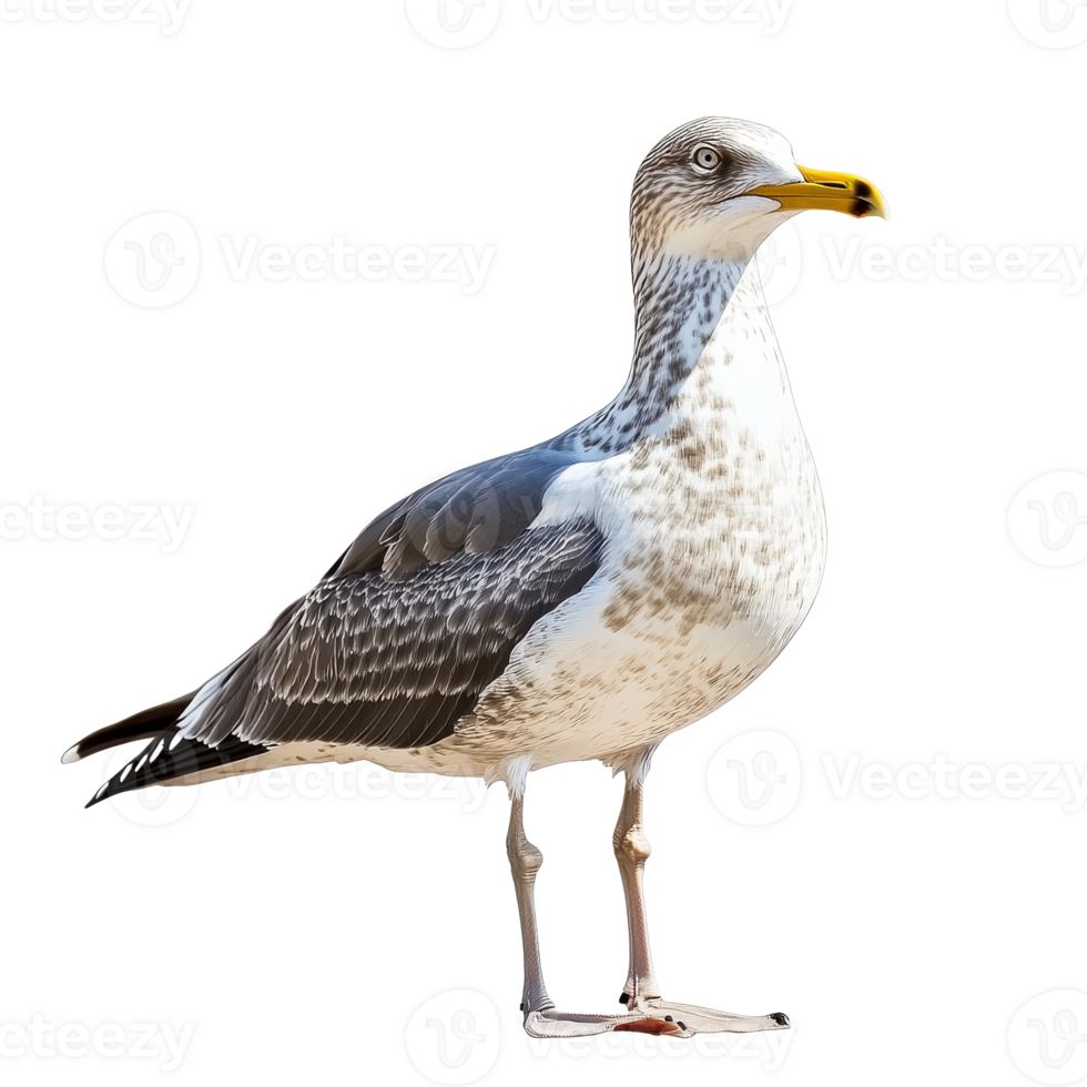 Bird standing elegantly on a plain background png