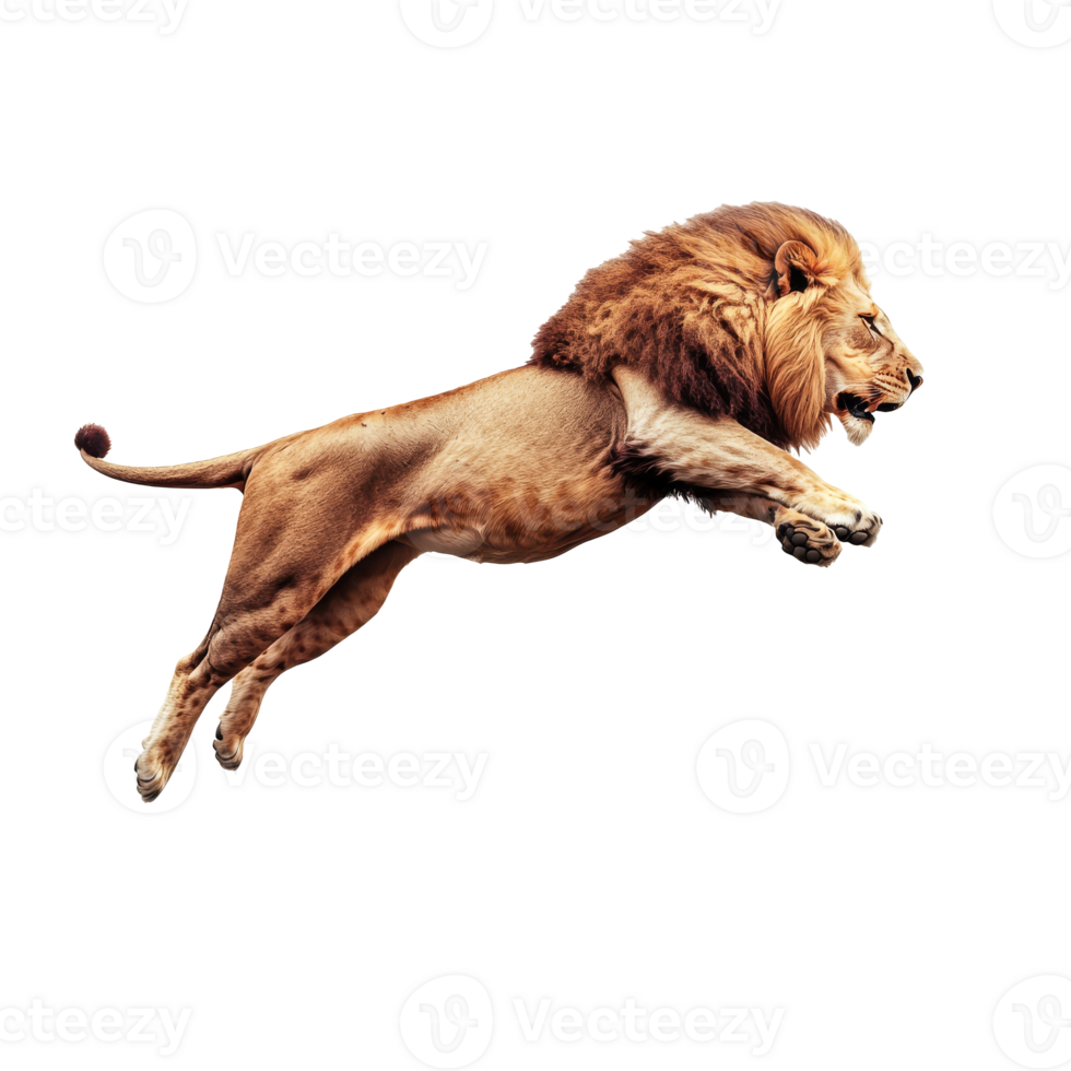 Majestic lion leaps through the air in motion png