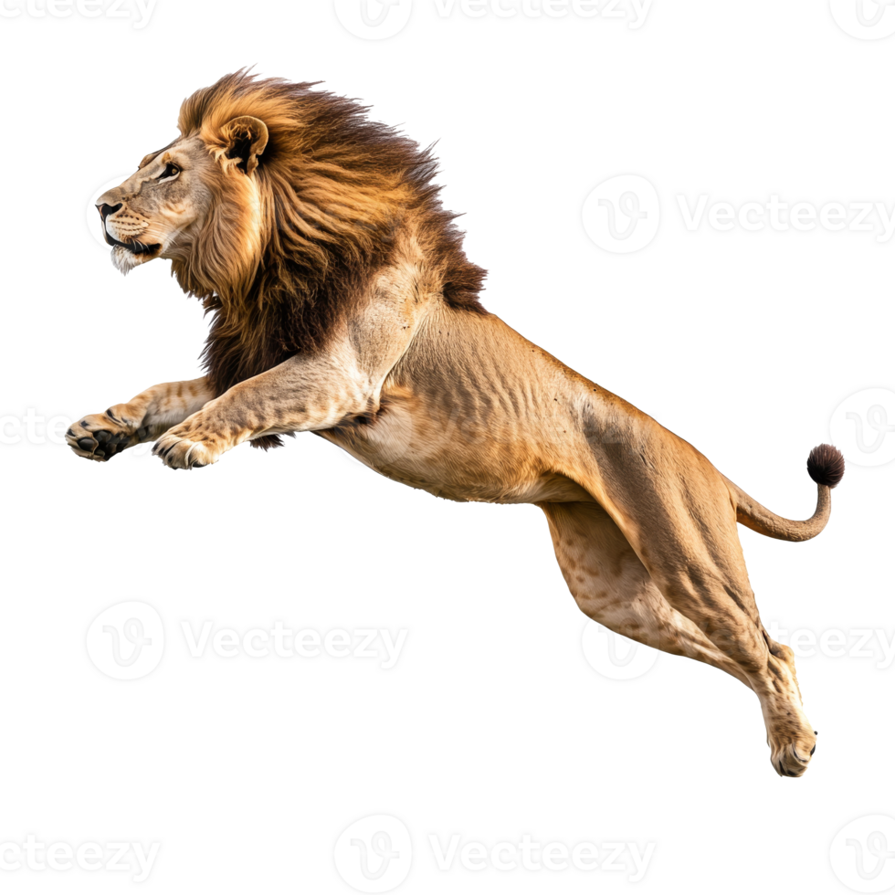 Lion leaps gracefully in mid air png