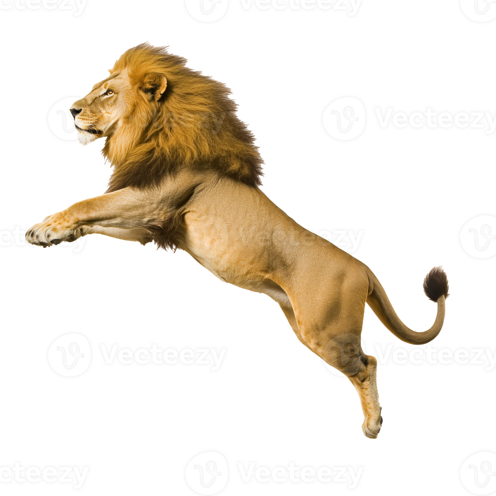 Lion leaping gracefully in mid air png