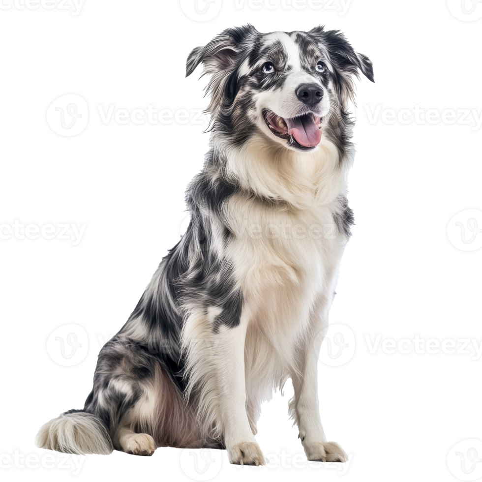 Dog poses confidently with a joyful expression png