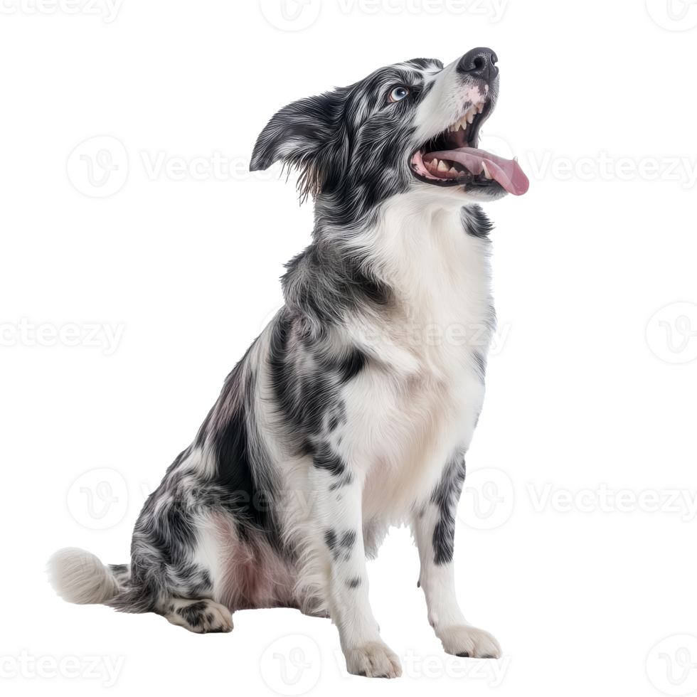 Border collie sits happily in a bright studio png
