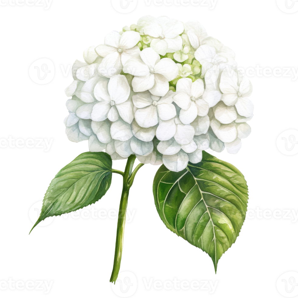 Beautiful white hydrangea flower with green leaves png
