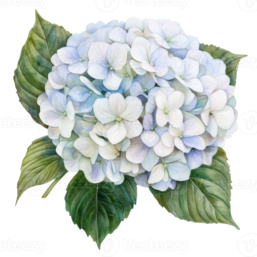 Delicate hydrangeas in soft blue and white colors png