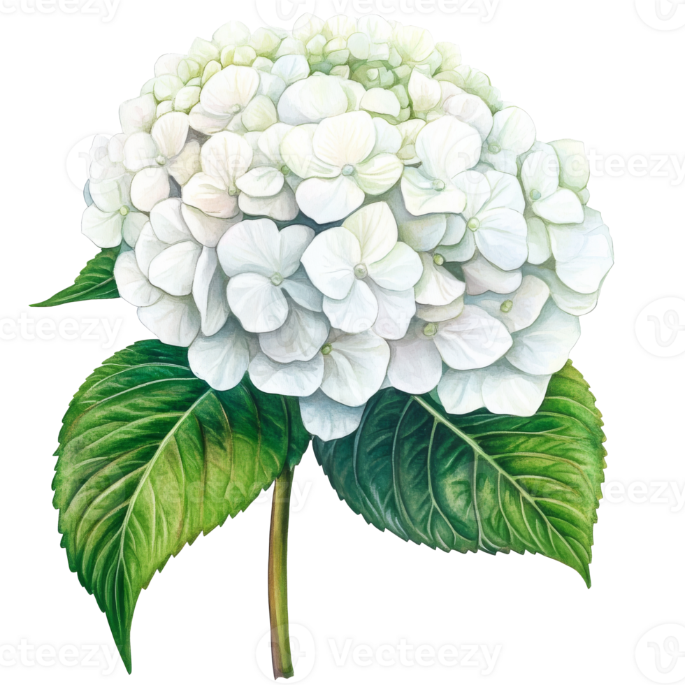 Beautiful white hydrangea with lush green leaves png