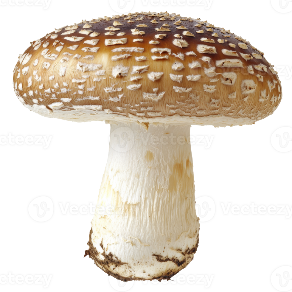 Large edible mushroom with a textured cap png