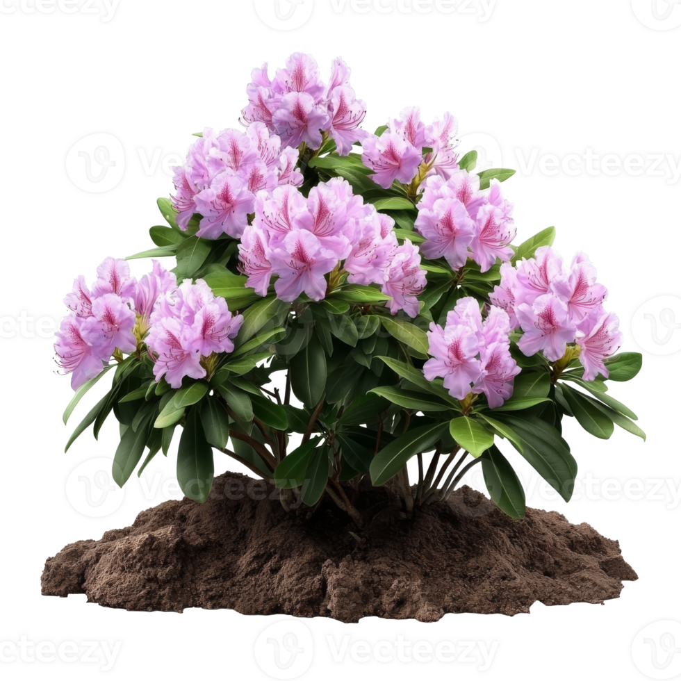Rhododendron bush blooming in vibrant colors png