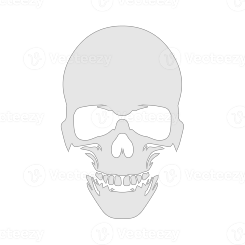 Anatomically correct human skull. Death skull or human skull for games and websites png