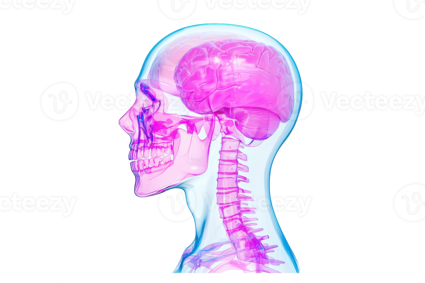 A side profile illustration of a human skull and brain, showcasing anatomical details with vibrant colors. png