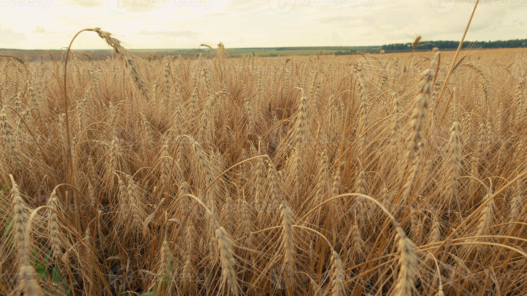 Fertile Soil. Agriculture Farm Healthy Food Concept. Ears Of Ripe Wheat Sway In Wind At Sunset. Agricultural Field Of Golden Ripe Wheat Ears. Gimbal Stabilize. photo