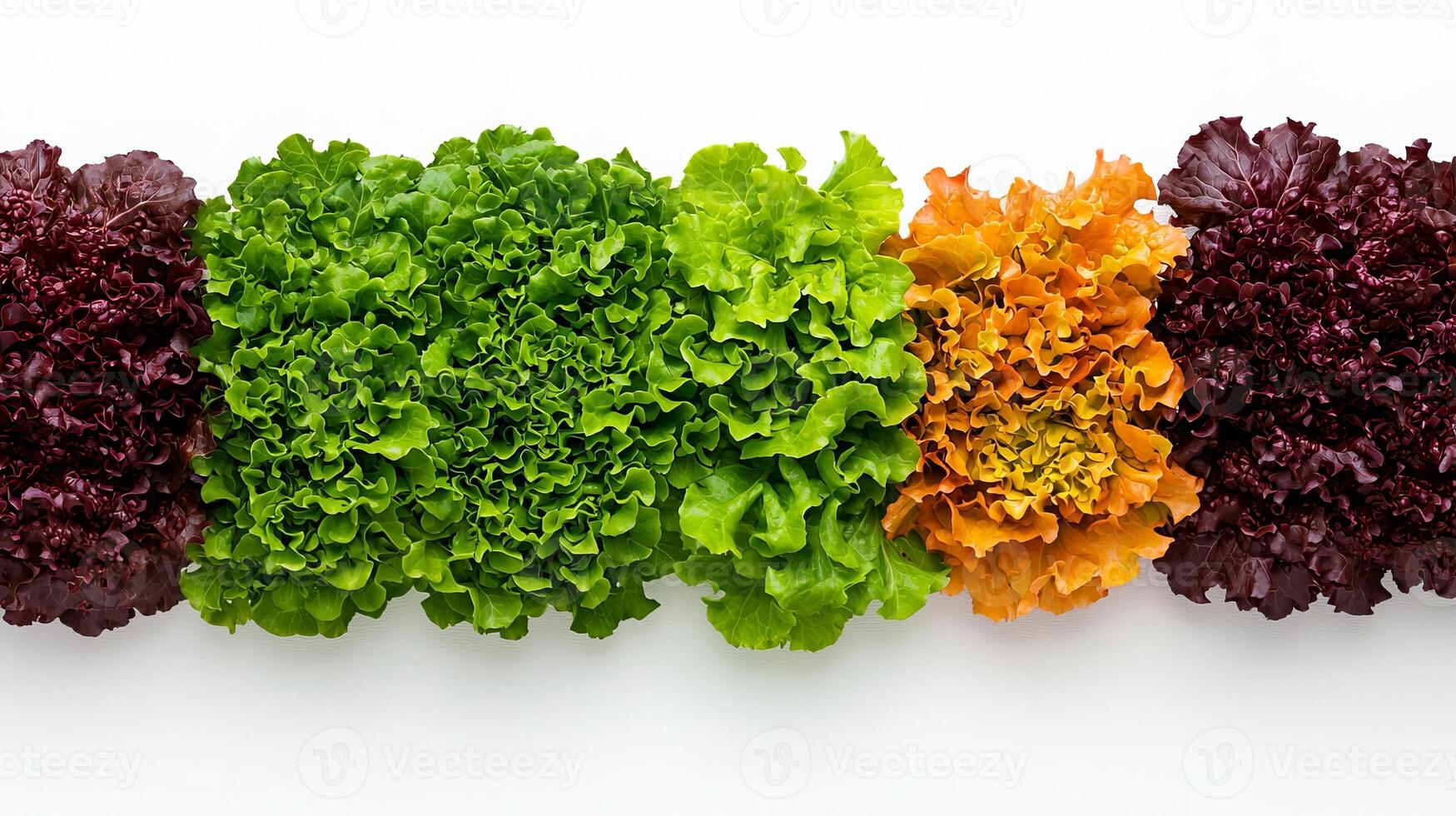 Fresh, vibrant lettuce varieties arranged in a colorful display. photo